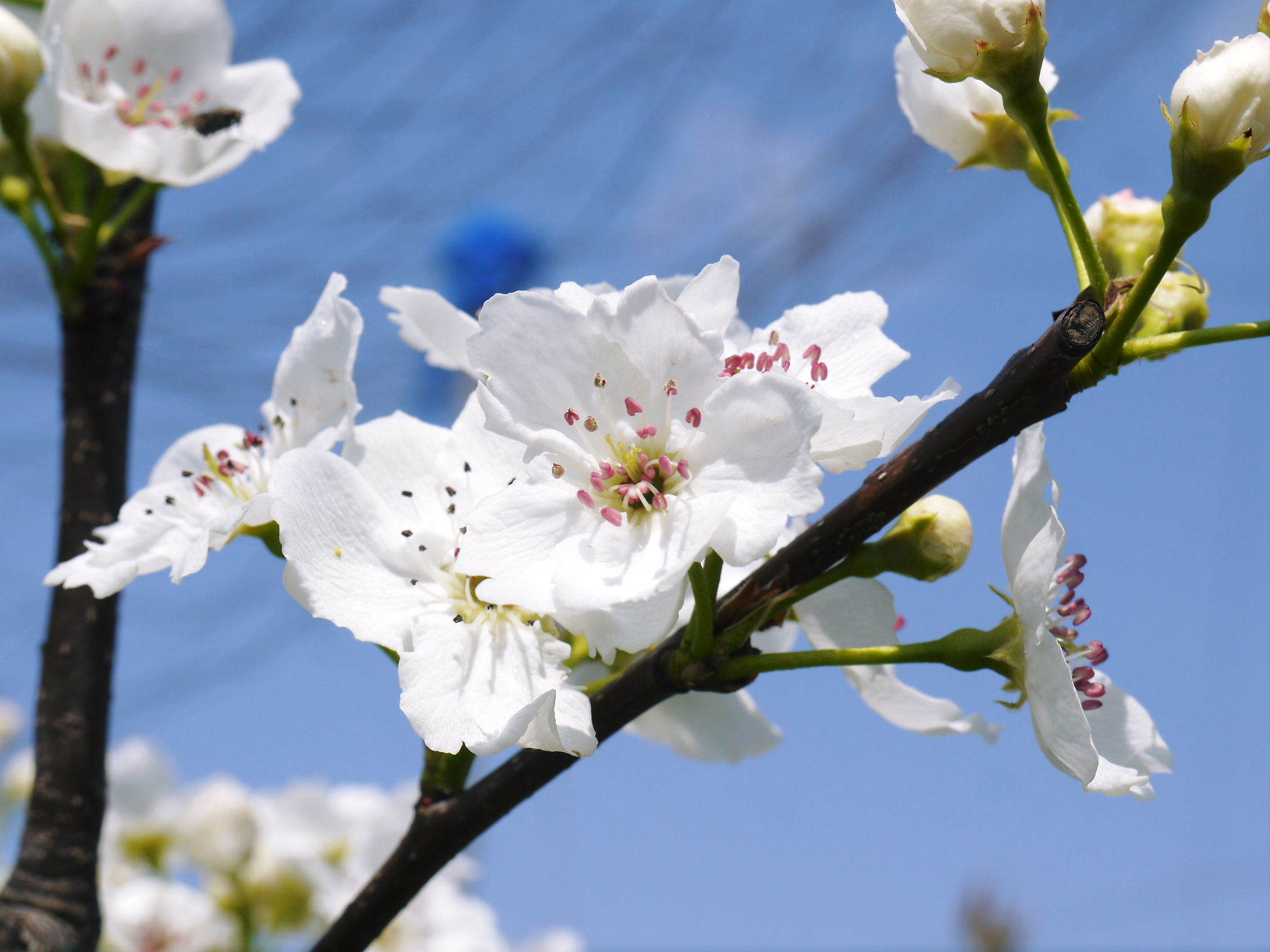 熊本梨 岩永農園 気温の上昇と共に、まずは最後に収穫する新高の花が咲き誇っていました_a0254656_19121132.jpg