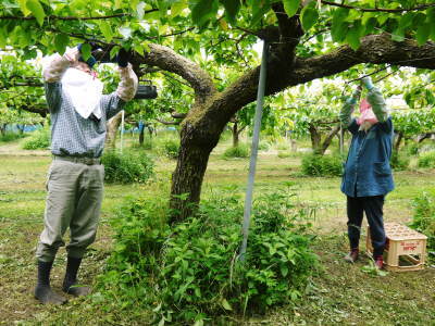 熊本梨 岩永農園 花咲く様子を現地取材(2023年) 最後に収穫する新高の満開の花と匠の摘蕾作業_a0254656_19144393.jpg