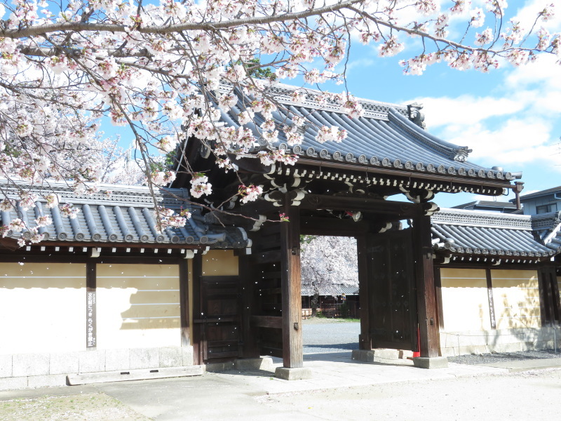 素直な形の木のブローチ　sunawo na katachiと、西山別院の桜_f0129557_17082449.jpeg