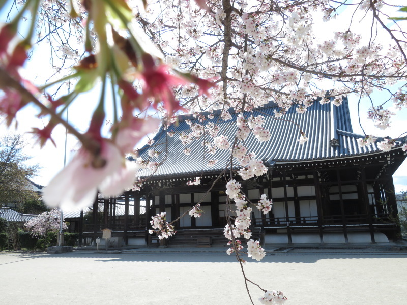 素直な形の木のブローチ　sunawo na katachiと、西山別院の桜_f0129557_17083824.jpeg