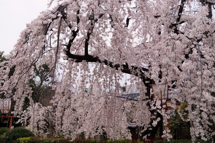長建寺の枝垂れ桜_b0063958_09562136.jpg