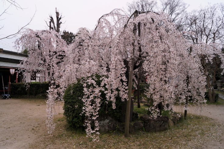 長建寺の枝垂れ桜_b0063958_09571476.jpg