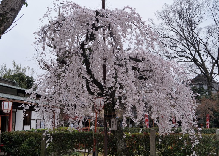 長建寺の枝垂れ桜_b0063958_09580628.jpg