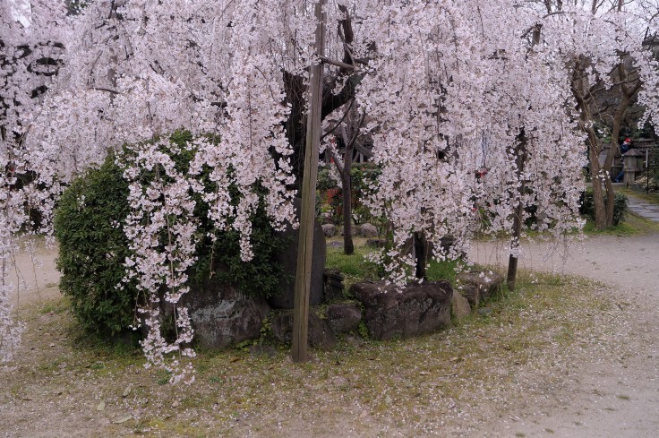長建寺の枝垂れ桜_b0063958_09584390.jpg