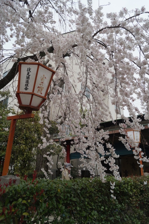長建寺の枝垂れ桜_b0063958_09593627.jpg