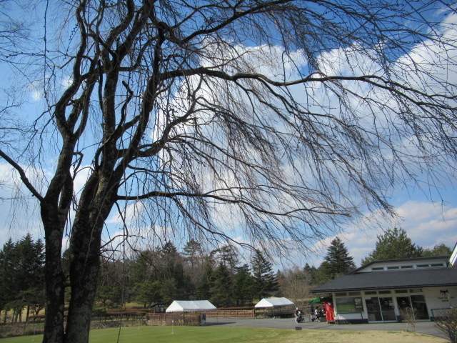 とんかつ今井 ＊ NEW OPEN！～ 軽井沢・プリンスショッピングプラザの桜♪_f0236260_15475742.jpg