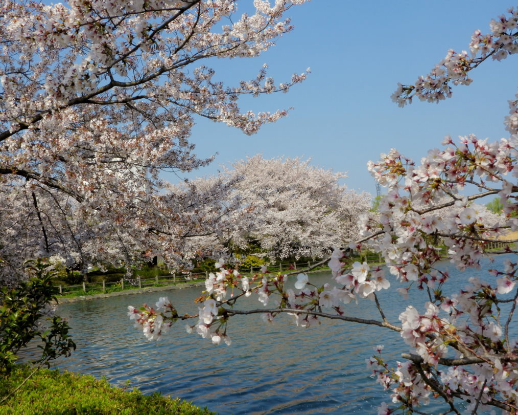 波志江沼で ~ サクラと水鳥 ~_c0305565_17341480.jpg