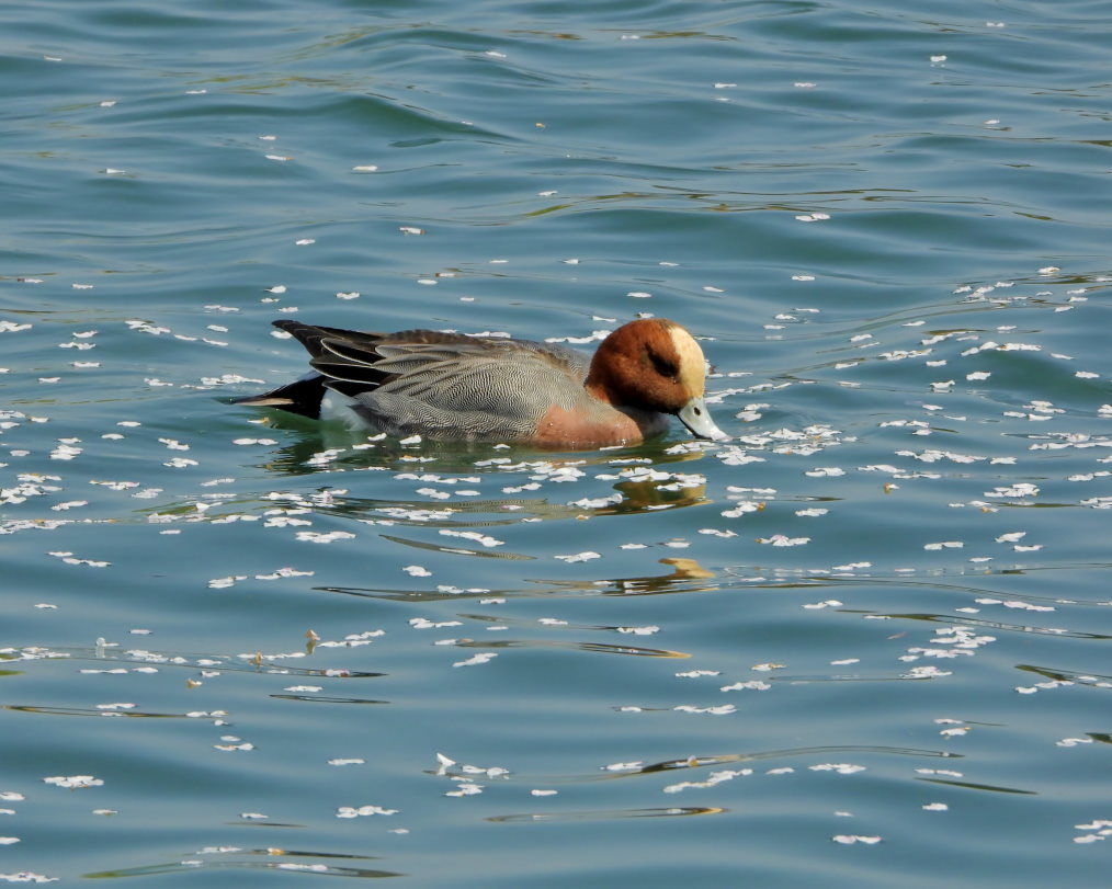 波志江沼で ~ サクラと水鳥 ~_c0305565_17345114.jpg