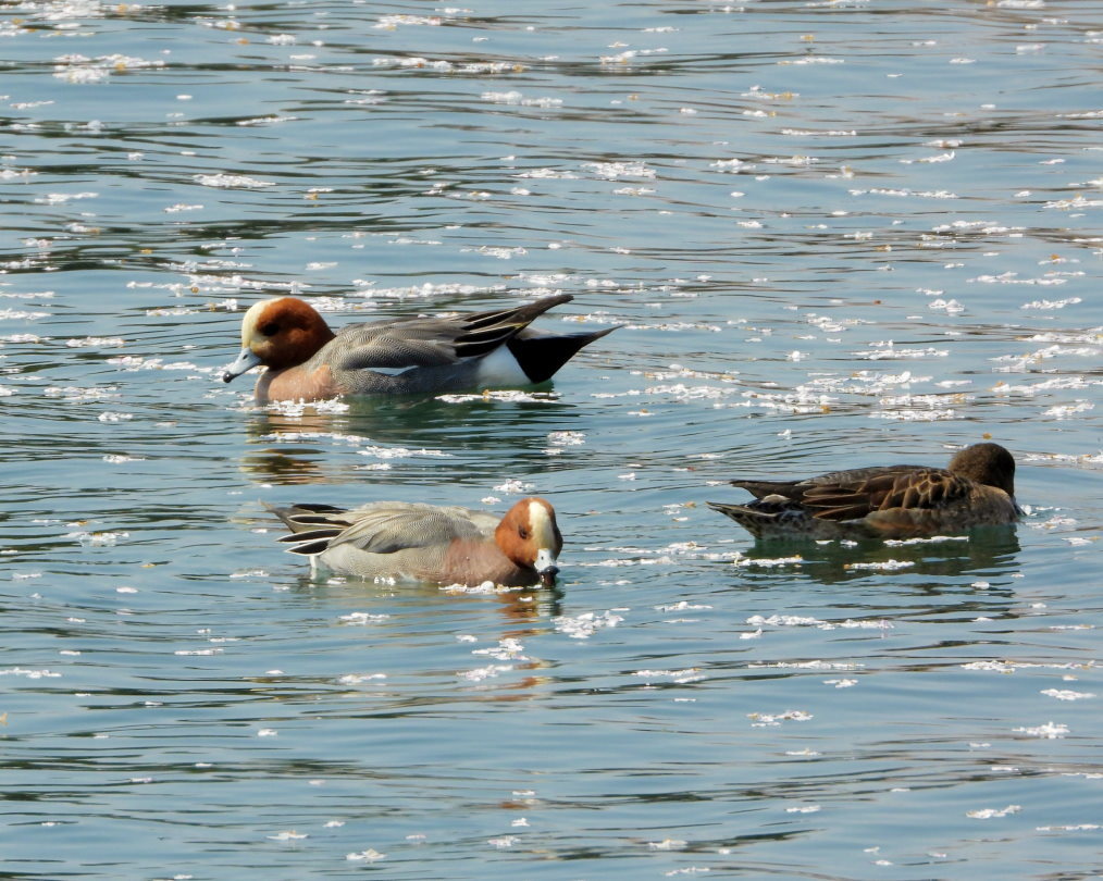 波志江沼で ~ サクラと水鳥 ~_c0305565_17350578.jpg