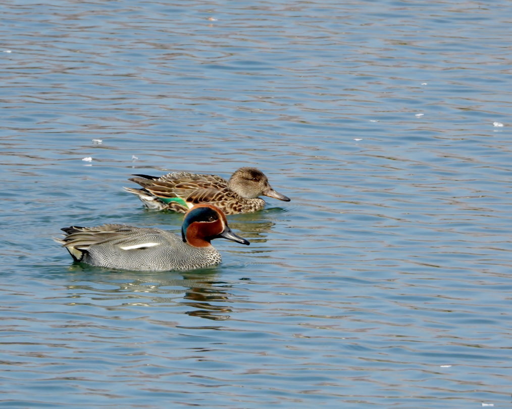 波志江沼で ~ サクラと水鳥 ~_c0305565_17352762.jpg