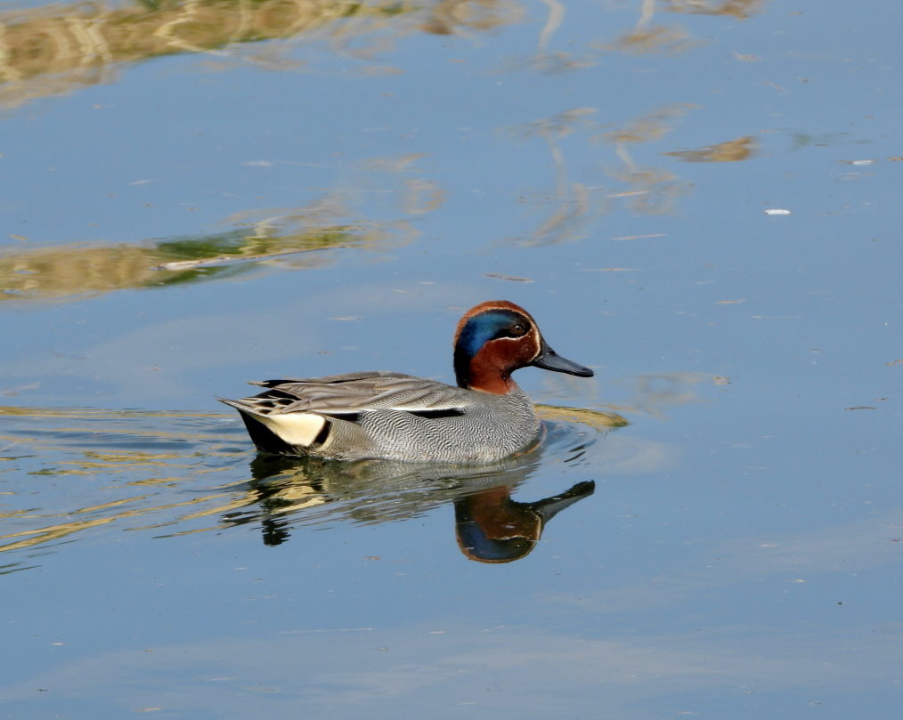波志江沼で ~ サクラと水鳥 ~_c0305565_17354910.jpg