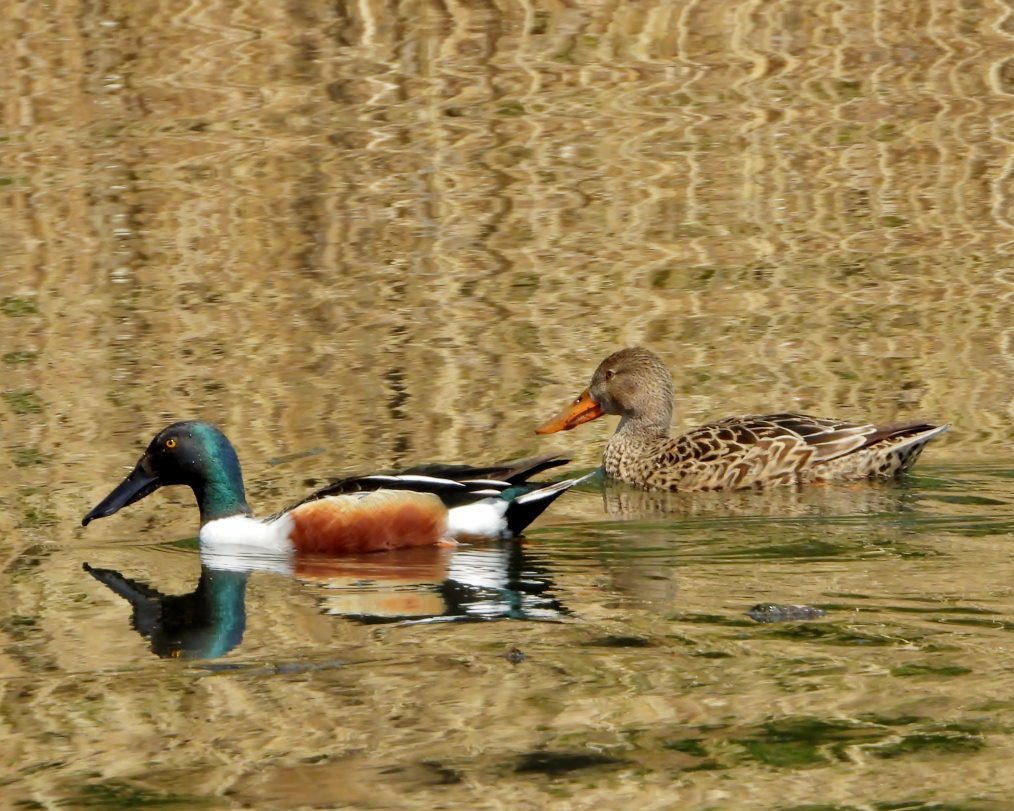 波志江沼で ~ サクラと水鳥 ~_c0305565_17360697.jpg