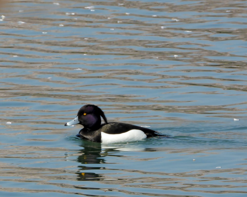 波志江沼で ~ サクラと水鳥 ~_c0305565_17362654.jpg
