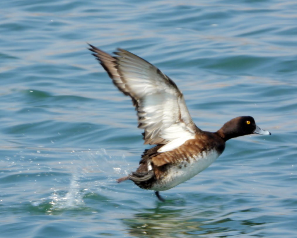 波志江沼で ~ サクラと水鳥 ~_c0305565_17364106.jpg