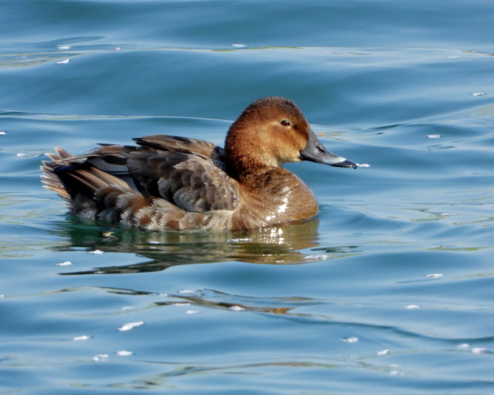 波志江沼で ~ サクラと水鳥 ~_c0305565_17373090.jpg