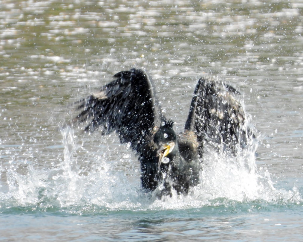 波志江沼で ~ サクラと水鳥 ~_c0305565_17380293.jpg