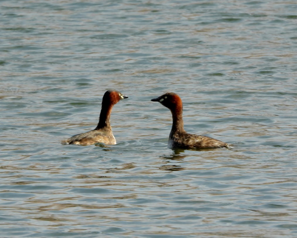 波志江沼で ~ サクラと水鳥 ~_c0305565_17382481.jpg