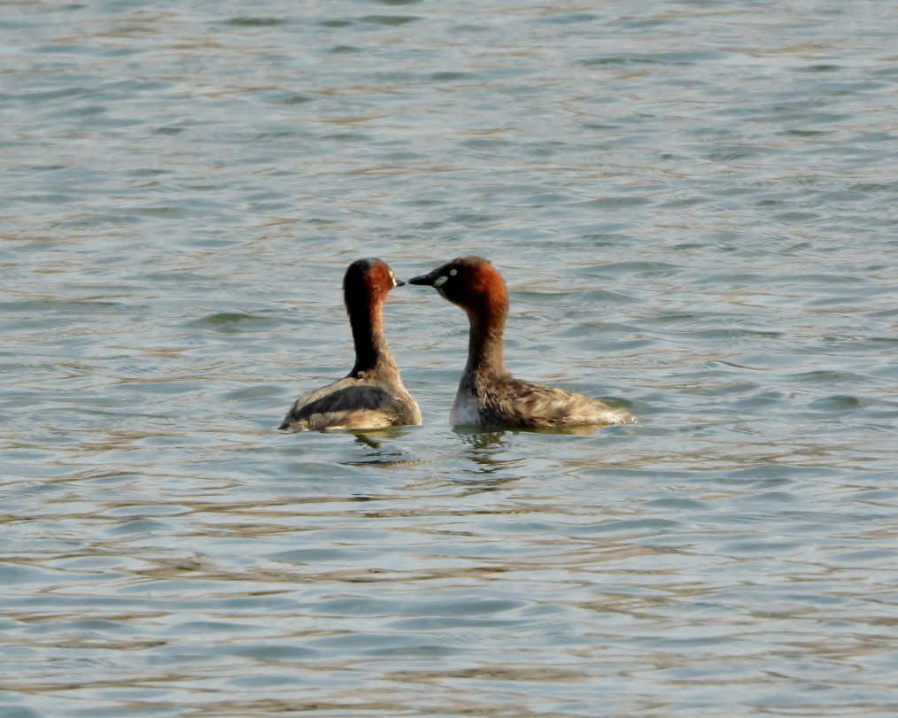 波志江沼で ~ サクラと水鳥 ~_c0305565_17383632.jpg