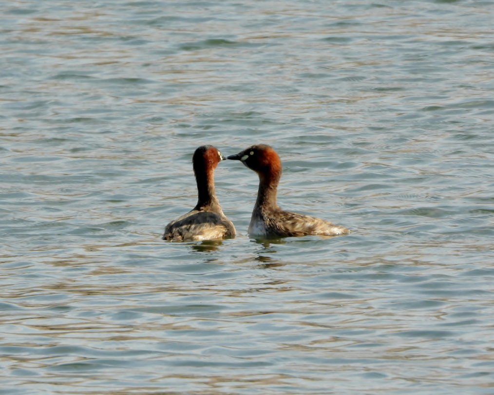 波志江沼で ~ サクラと水鳥 ~_c0305565_17385044.jpg