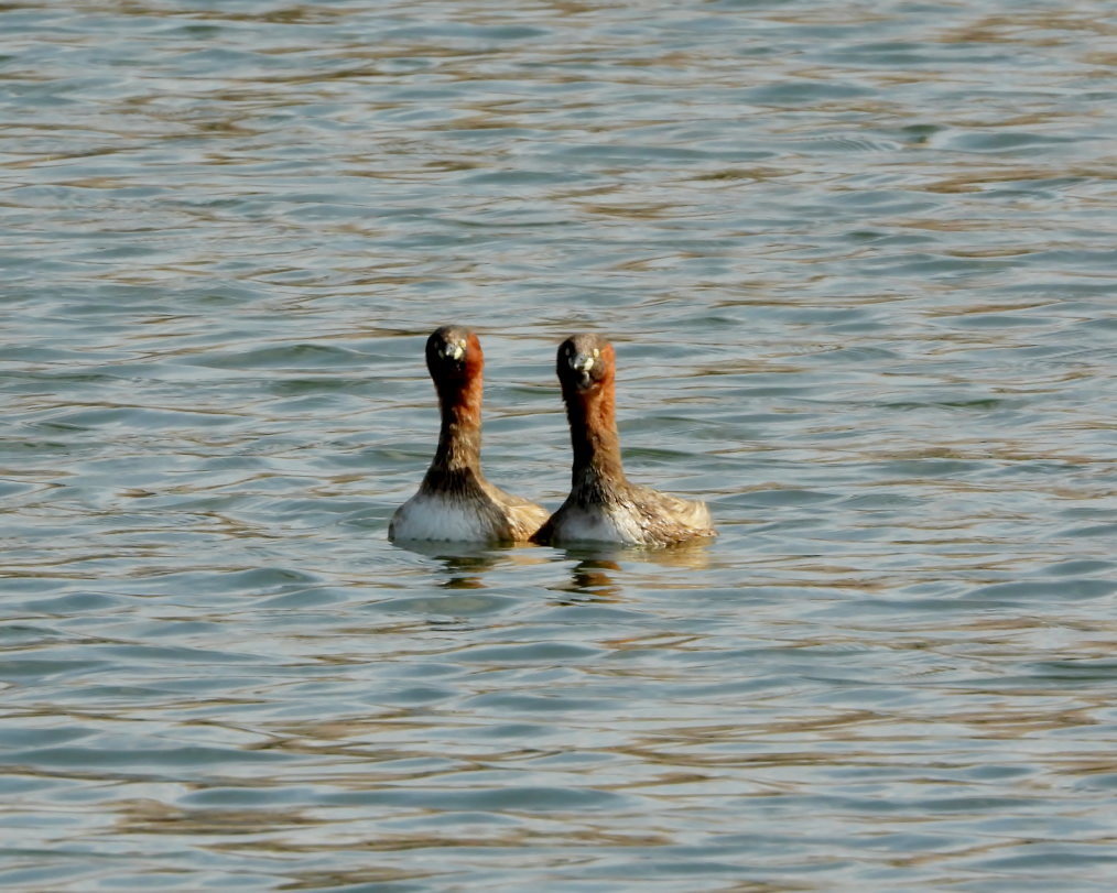 波志江沼で ~ サクラと水鳥 ~_c0305565_17393647.jpg