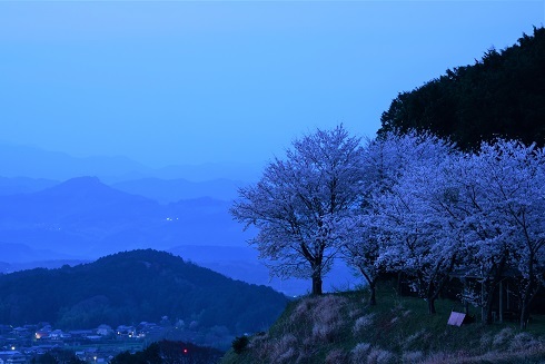 華麗なしだれ桜　　大神神社　大美和の杜展望台_c0303868_09021606.jpg