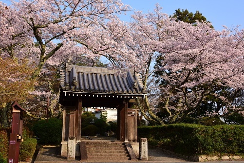 華麗なしだれ桜 大神神社 大美和の杜展望台 峰さんの山あるき 華麗なしだれ桜 大神神社 大美和の杜展望台 峰さんの山あるき