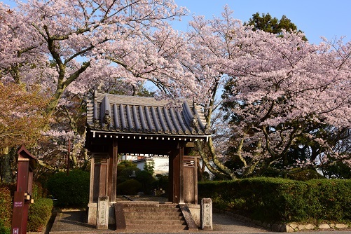 華麗なしだれ桜　　大神神社　大美和の杜展望台_c0303868_09063944.jpg