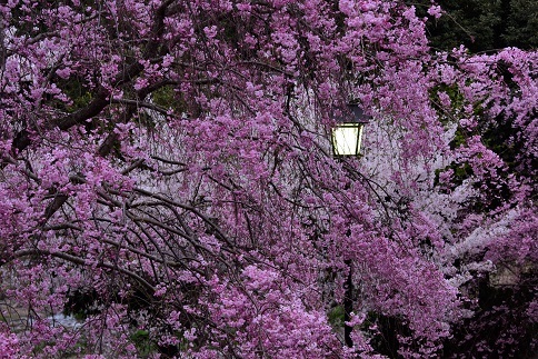 華麗なしだれ桜　　大神神社　大美和の杜展望台_c0303868_09182478.jpg