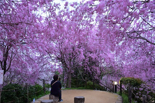 華麗なしだれ桜 大神神社 大美和の杜展望台 峰さんの山あるき 華麗なしだれ桜 大神神社 大美和の杜展望台 峰さんの山あるき