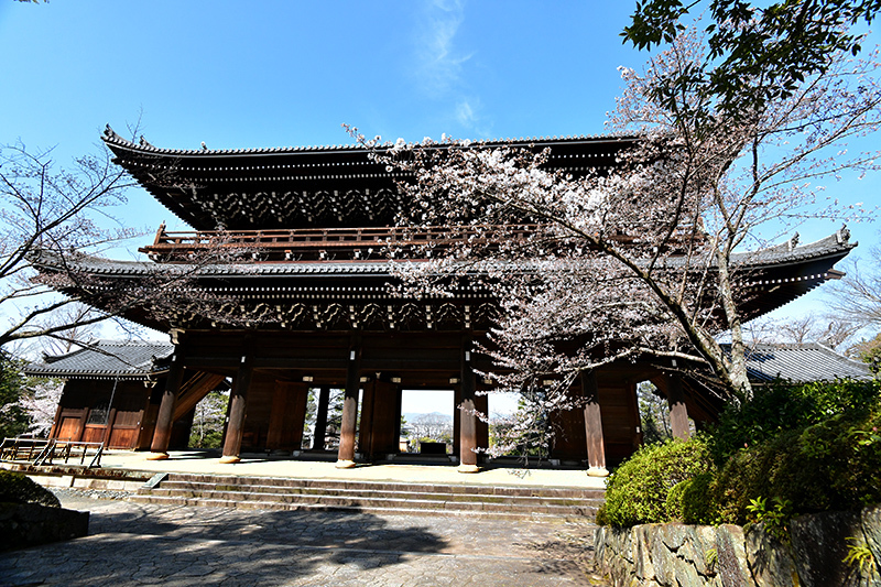 2020桜便り　知恩院から_c0317868_07505920.jpg