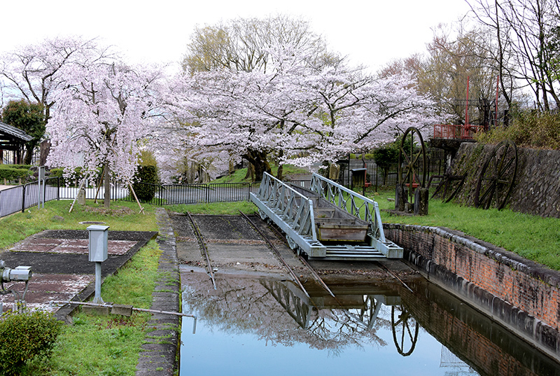 2020桜便り　インクラインの桜_c0317868_08272875.jpg