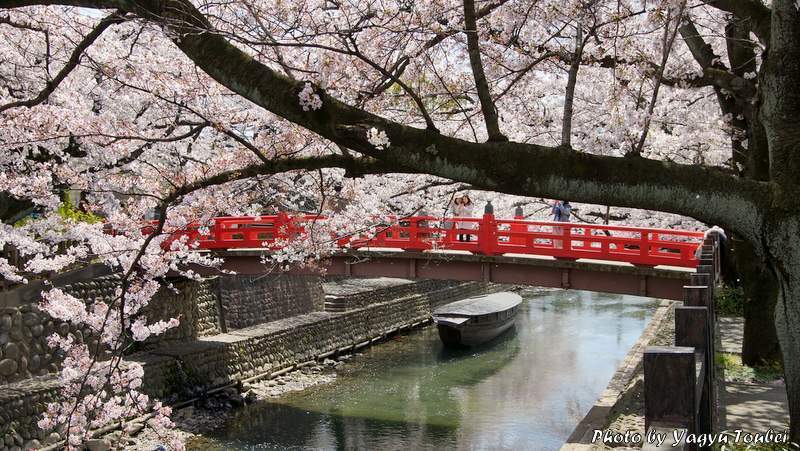 日本 背景は大垣市水門川の満開の桜 とことん写真 日本 背景は大垣市水門川の満開の桜 とことん写真