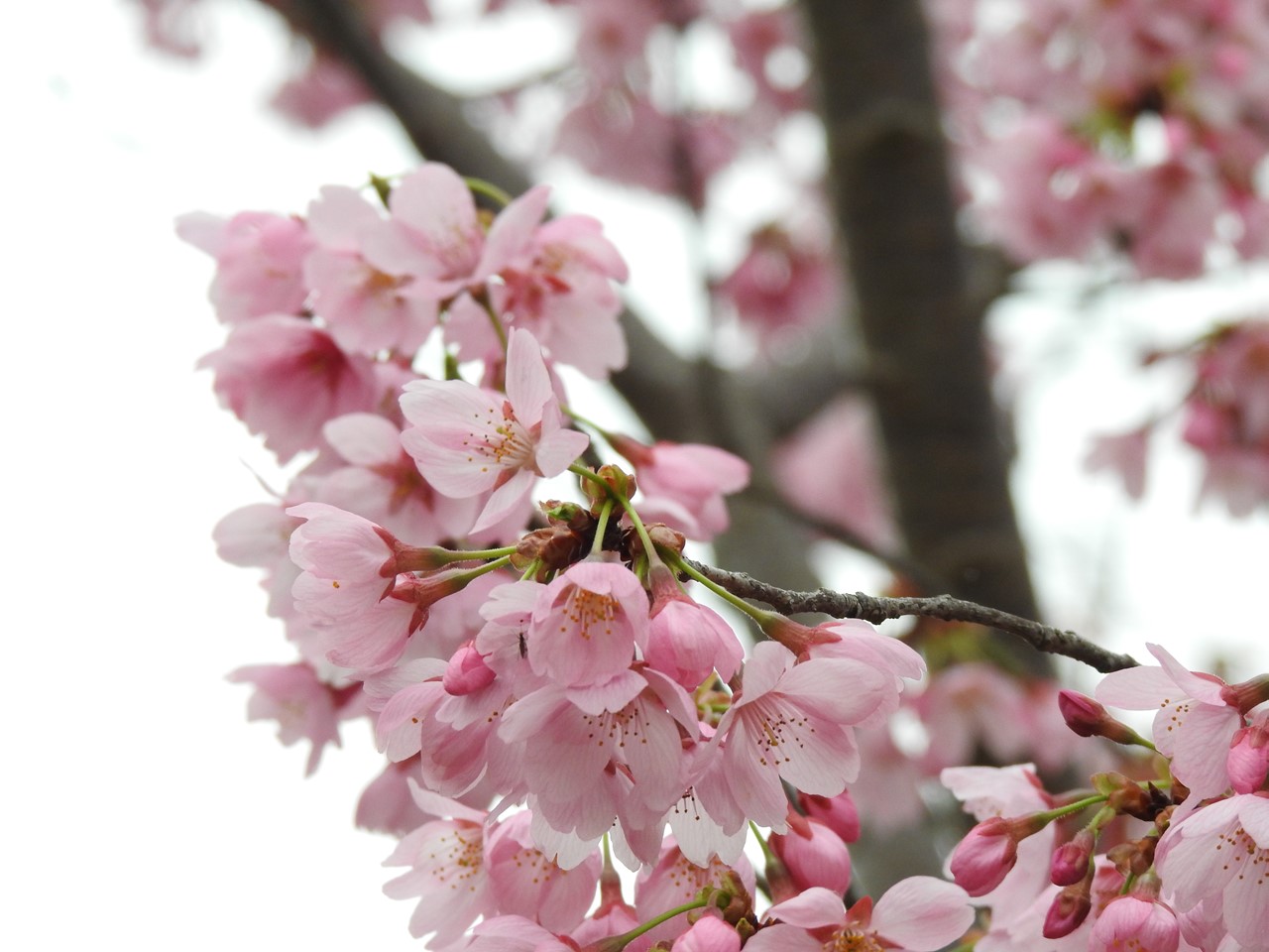 各務野櫻苑 2 9種類の桜達 自然風の自然風だより