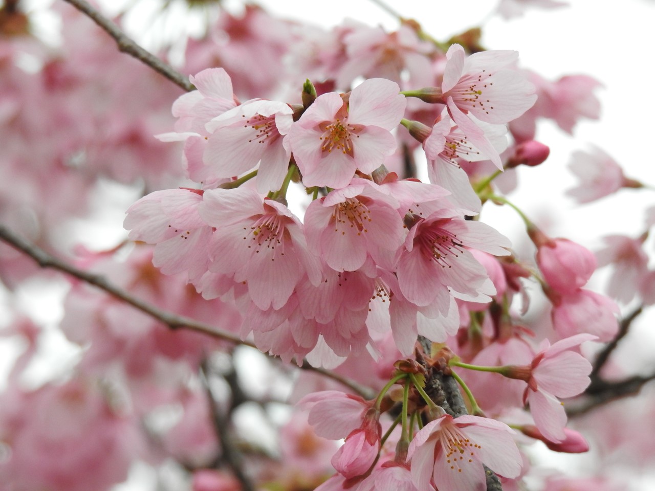 各務野櫻苑 2 9種類の桜達 自然風の自然風だより