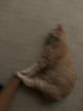 栗リョーシカ_e0355177_15112281.jpg