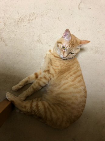 栗リョーシカ_e0355177_15112395.jpg