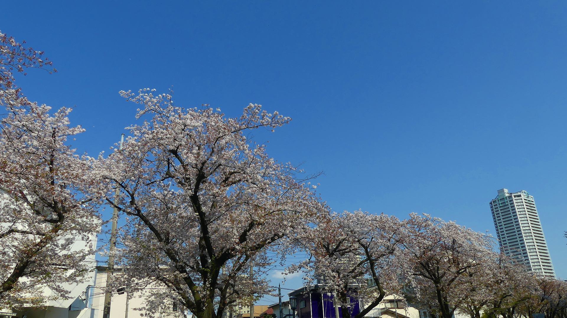 やっと吹いたぞ南風! 【 2020 4/4(土) 】_a0185081_00085329.jpg