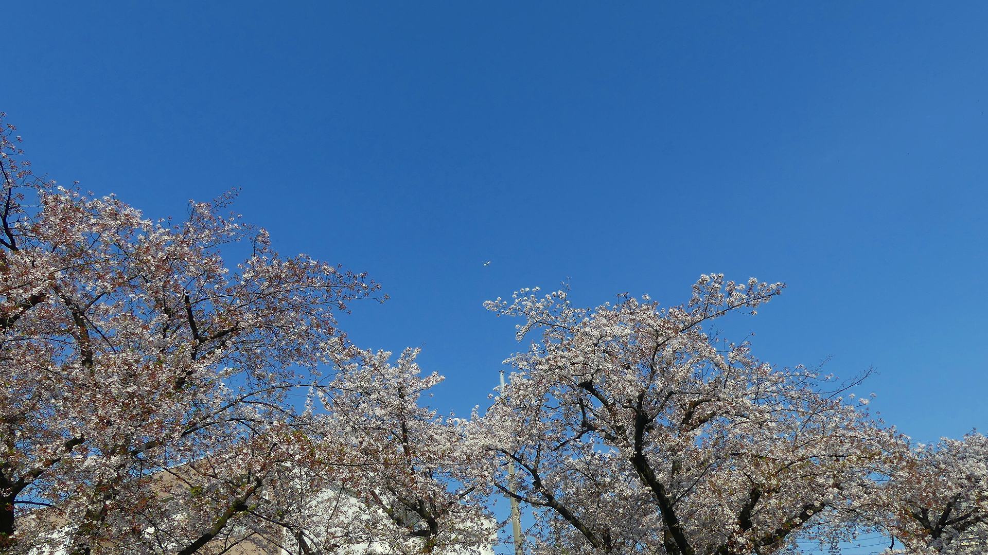 やっと吹いたぞ南風! 【 2020 4/4(土) 】_a0185081_00135391.jpg