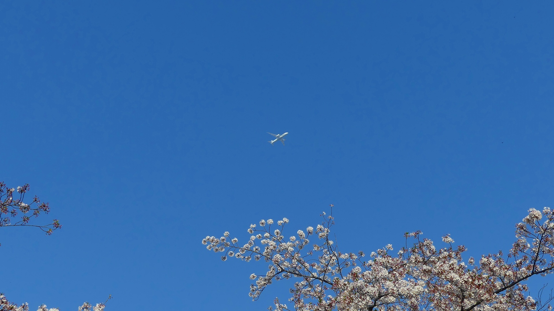 やっと吹いたぞ南風! 【 2020 4/4(土) 】_a0185081_00254046.jpg