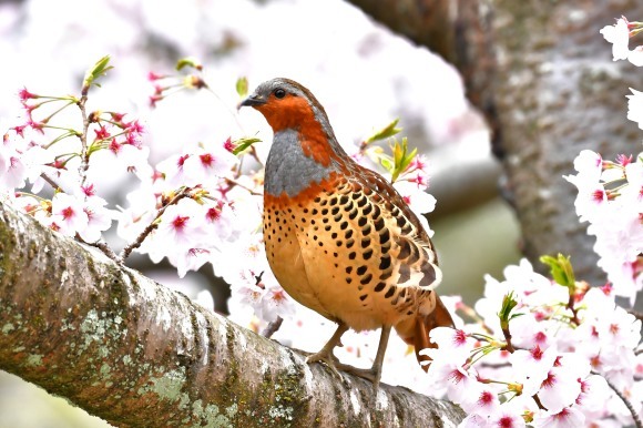 桜に コジュケイ_c0164881_13182044.jpg