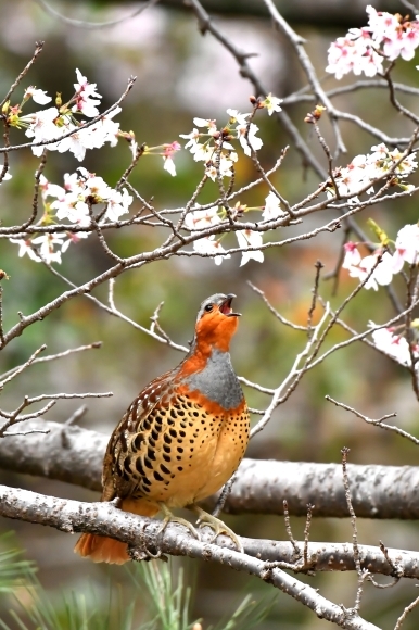 桜に コジュケイ_c0164881_13200833.jpg