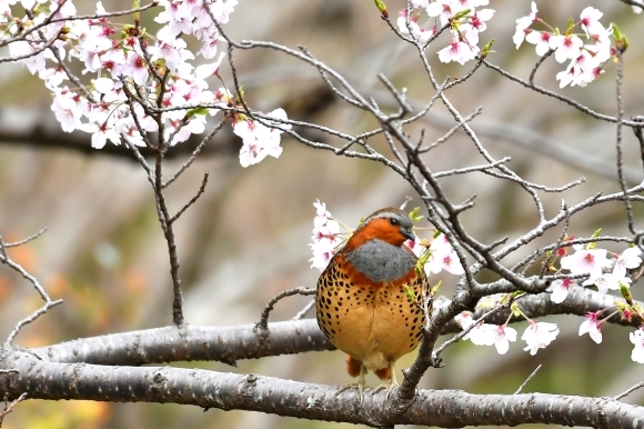 桜に コジュケイ_c0164881_13234764.jpg