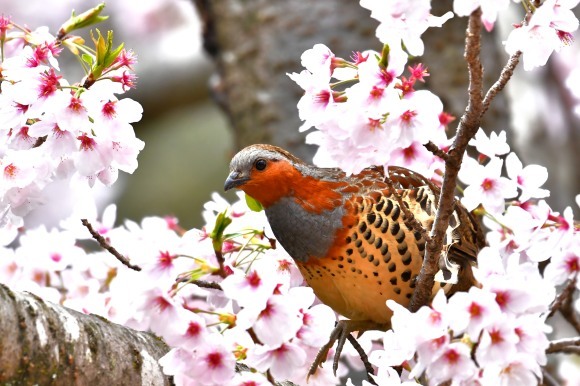 桜に コジュケイ_c0164881_13245892.jpg