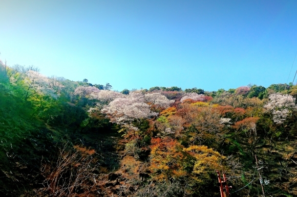 コマドリとオオルリ探索_c0164881_17501603.jpg