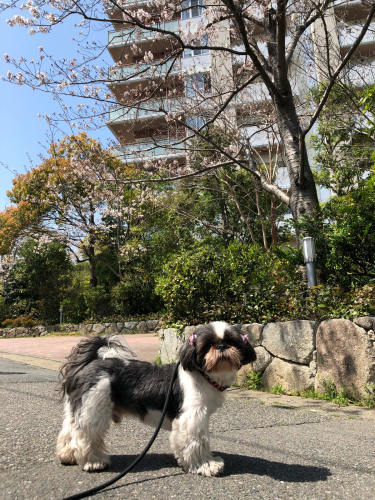 トリミングブログ🌟_f0357682_16232185.jpg