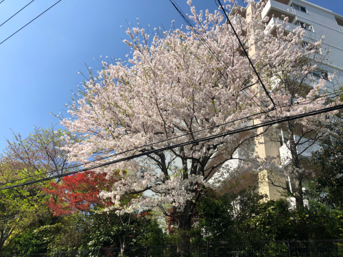 トリミングブログ🌟_f0357682_17194758.jpg