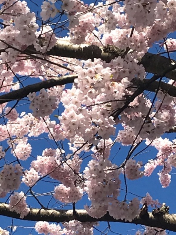 今年の桜_d0129786_18023784.jpg