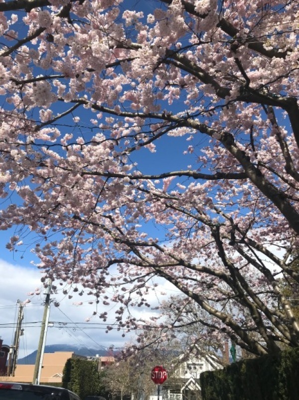 今年の桜_d0129786_18030954.jpg