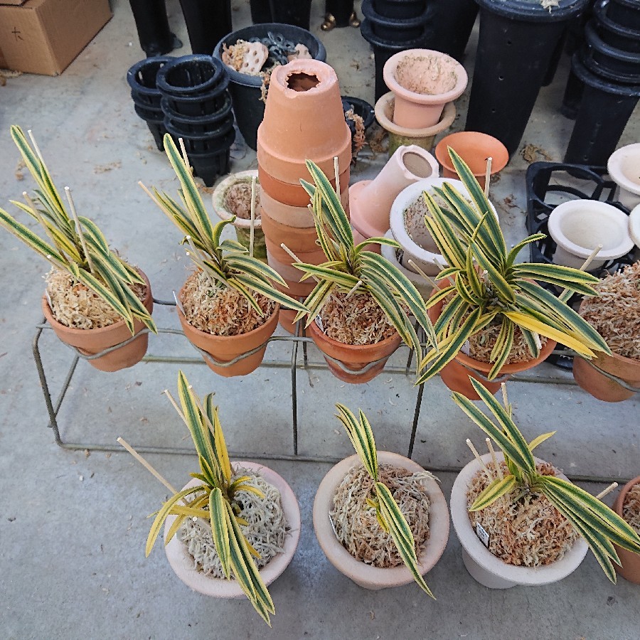 今日も富貴蘭の植え替え 風蘭のコルク付け 小川ガーデンのブログ