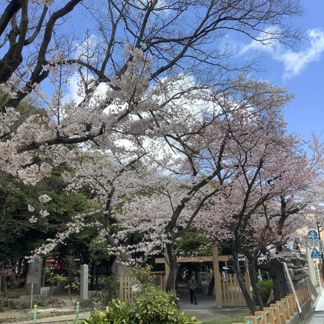 何があろうとも桜は美しく空も青い。_a0334793_15373135.jpg